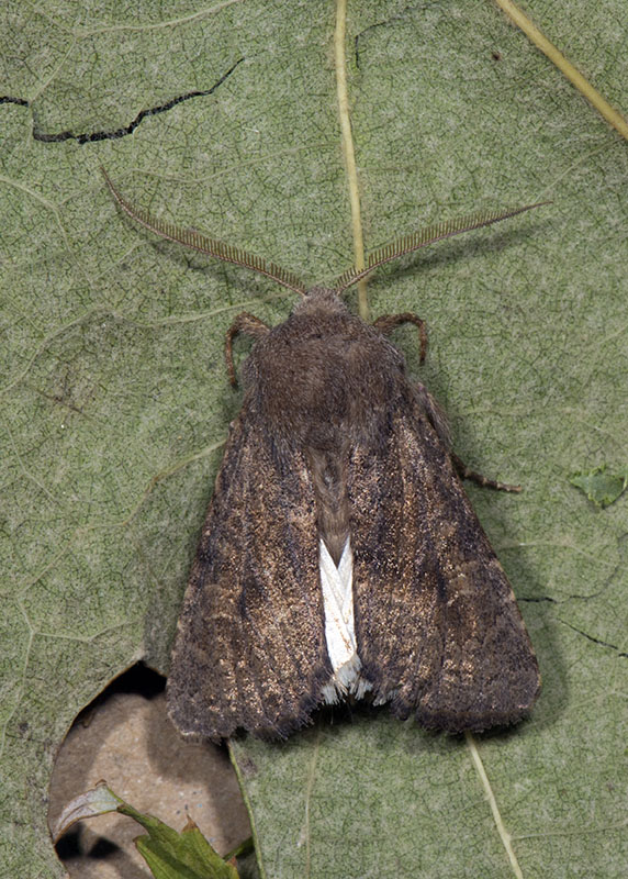 Noctuidae - Aporophyla lueneburgensis